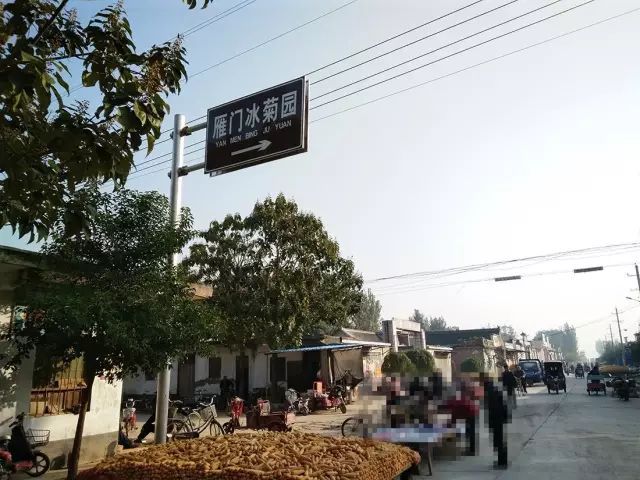 如何找到云臺冰菊？怎樣找到云臺冰菊？